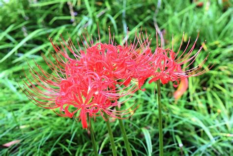 彼岸花葉|彼岸花(曼珠沙華)には葉っぱがない？いつ生える？画。